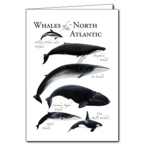 Whales of the North Atlantic Notecard